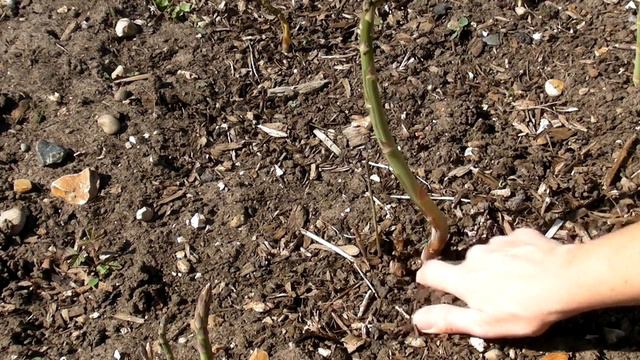 Harvesting Asparagus - Claires Allotment - Part 320