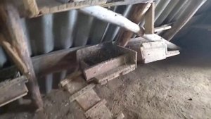 ейские двухчубые статные голуби Олега Безгуба