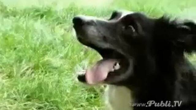 Sega Football Manager 2005 смотреть онлайн