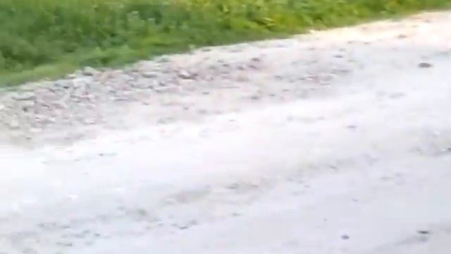 Безумная собака смотреть онлайн