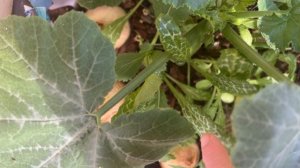 24-06-2024  РАБОЧАЯ НЕДЕЛЯ. что натворила💛🧡💜