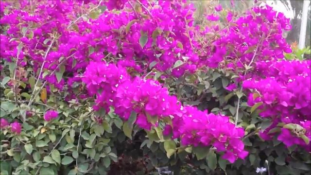 The Spring Time Quest for Bougainvillea in Agadir.wmv смотреть онлайн