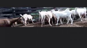 ПРОДАЮ ЛПХ "Осеннее Подворье"