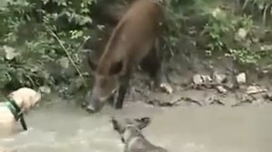 dogs attacking a boar.   питбули атакуют кабана