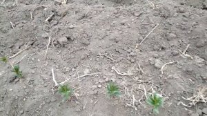 Как вырастить саженцы Персик  Абрикос Слива Миндаль дома..