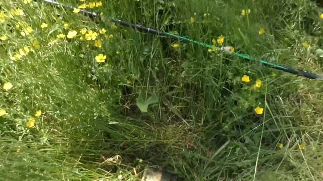 КРУПНЯК СТОИТ В ЛИЛИЯХ И ЖДЕТ ЧЕРВЯКА! ЛЕСНАЯ РЕКА ОПЯТЬ С РЫБОЙ!!! смотреть онлайн