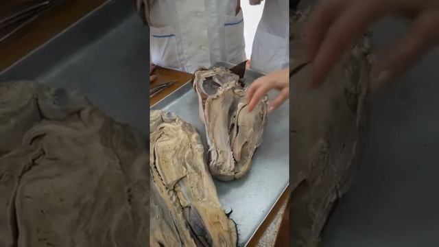 Анатомия ротовой полости
