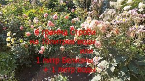 Срочно. Инфекционные болезни роз и их лечение.