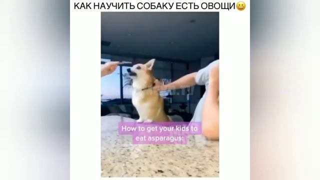Смешные видео Для поднятия настроения Котики Смешные случаи Funny videos Приколы