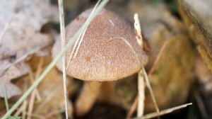 Lacrimaire veloutée ou Psathyrelle veloutée