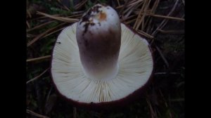 Russula torulosa