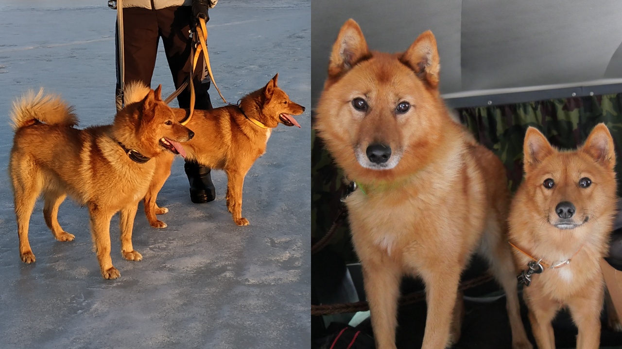 Карело финские лайки. смотреть онлайн