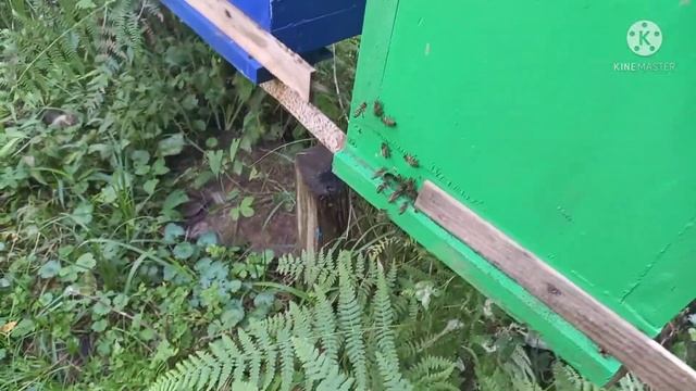 В Сочи идёт очередной взяток, цветёт плющ. Будет ли мед? смотреть онлайн