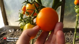 СЛАДКИЙ УРОЖАЙНЫЙ И ОЧЕНЬ ПОЛЕЗНЫЙ СОРТ ТОМАТОВ ЗЛАТОВЛАСКА