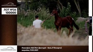 Аукцион РМ Рысистых лошадей. Чувашский конный завод