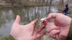 Street fishing р. Ворона. Окунці в межах міста Тисмениця.