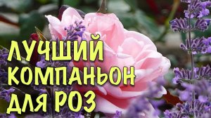 ЛУЧШИЙ компаньон ДЛЯ РОЗ. Как вырастить ЛАВАНДУ из СЕМЯН