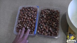 Урожай фундука сорта КОСФОРД 2022 г