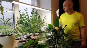 Мята для заваривания чая, выращиваю на подоконнике в квартире.