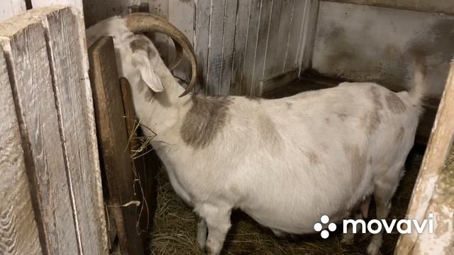 Козы.Мои рассуждения на ваши комментарии про коз// смотреть онлайн