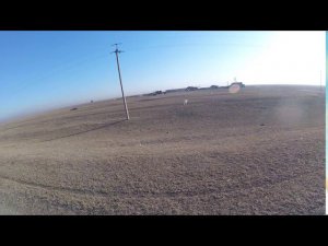 26.07.2020 Собаки