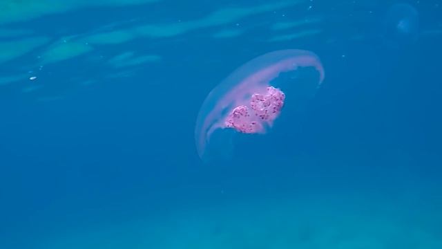 3 моря Израиля Куда съездить отдохнуть в Израиле. смотреть онлайн