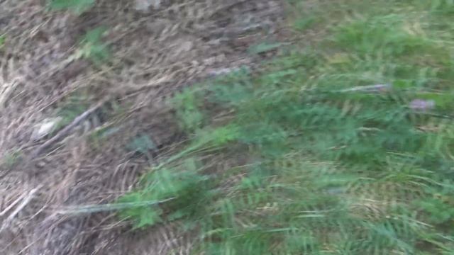 Уход за малиной в августе смотреть онлайн