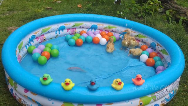 5 Little ducks, A Funny Baby Ducks смотреть онлайн