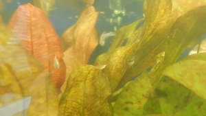 Гурами карликовый