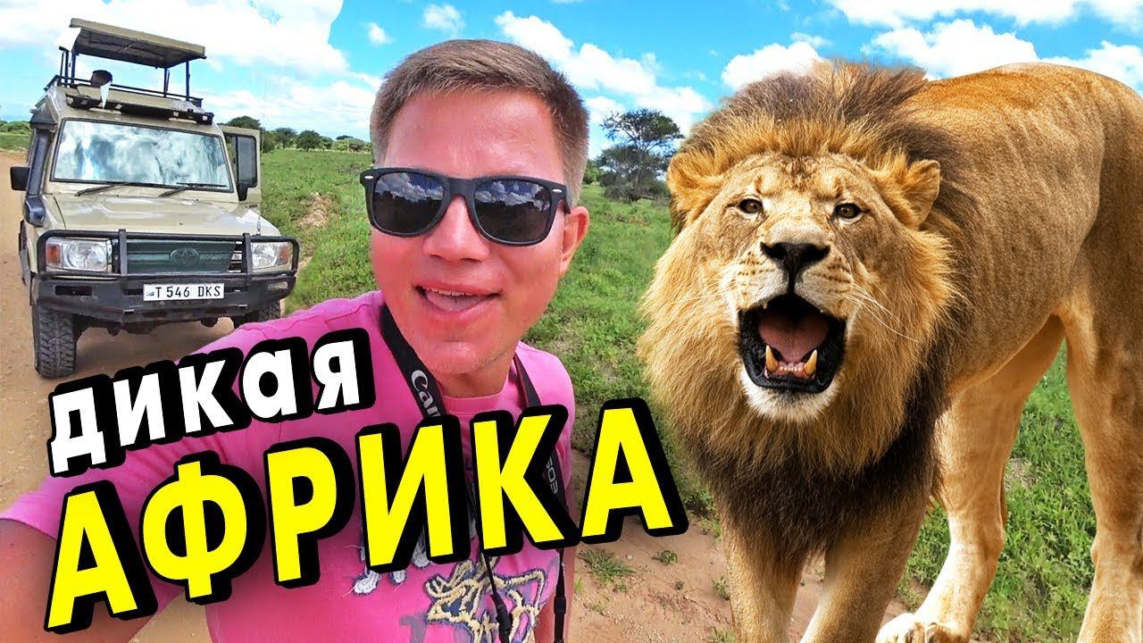 САФАРИ в Африке – путешествие с Занзибара ко львам: цены и впечатления от сафари в Танзании
