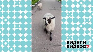 Веселые барашки. Видели видео? Фрагмент выпуска от 24.01.2021