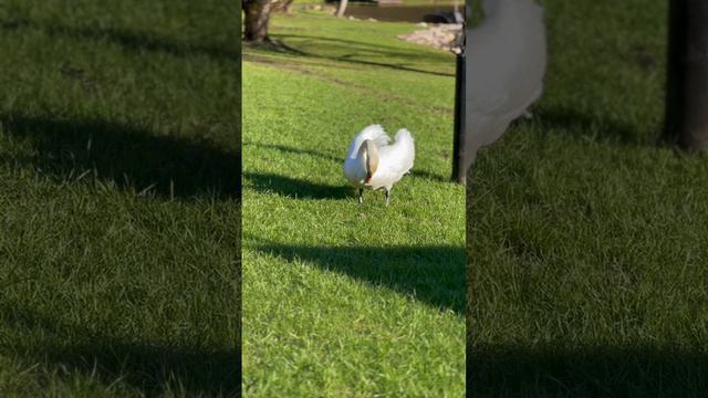 лебедь 🦢