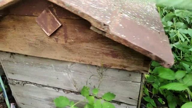 Прилетели пчелы в заброшенный улей. Не знаю что с ними делать. смотреть онлайн