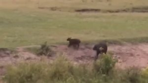 50 БИТВ ЖИВОТНЫХ В ДИКОЙ ПРИРОДЕ СНЯТЫЕ НА КАМЕРУ