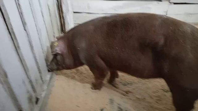 Вторая линия племенных свиней Дюрок приехала! Знакомимся с новыми жителями!