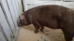 Вторая линия племенных свиней Дюрок приехала! Знакомимся с новыми жителями!