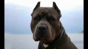 SOUNDS: Pitbull snarling groal | Питбуль ( звуки, рычит )