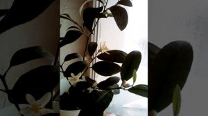Первое цветение кантонского лимона