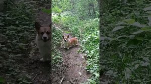 Лето в Тхамахе.