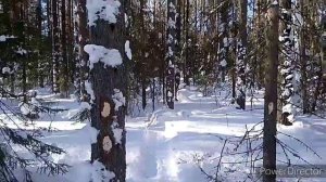 Как мы заготавливали лес.