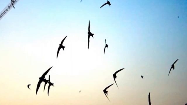 Мария Знобищева "Ток" смотреть онлайн