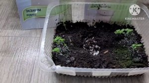 ЭКЗАКУМ. Редкий красивый цветок, опыт и советы Ани