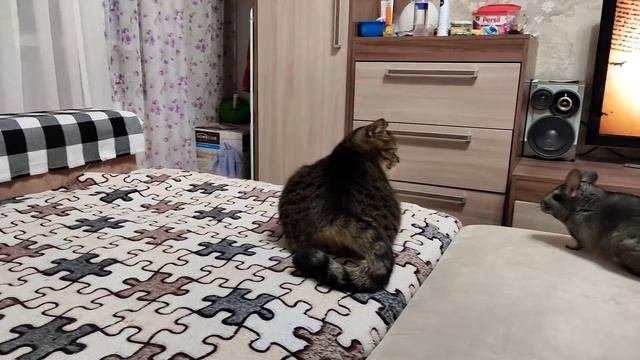 Бесстрашная шиншилла