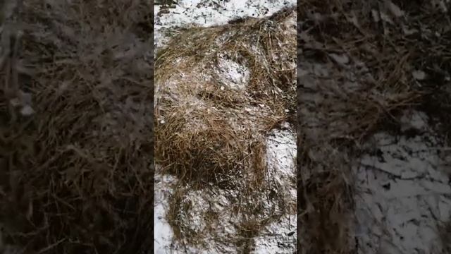Грядка хольцера спустя год