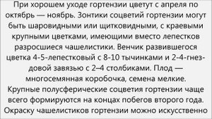 Гидрангея уход