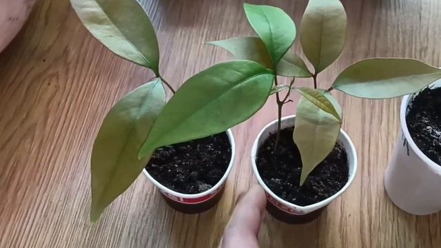 Личи из косточки. Экзотическое растение в домашних условиях. смотреть онлайн