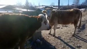 ПОМОЙКА ВЕРШИНО- ДАРАСУНСКАЯ