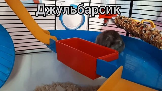 Джунгарский хомяк. Джульбарс. Гонки в колесе. ///Лилия смотреть онлайн