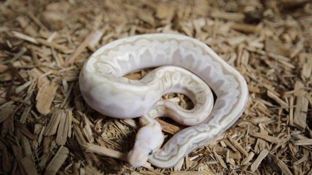 BALL PYTHON MORPH MADNESS 101