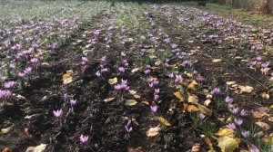 Выращиваем специю шафран (Crocus Sativus) в Крыму